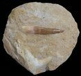 Fossil Plesiosaur (Zarafasaura) Tooth In Rock #61124-1